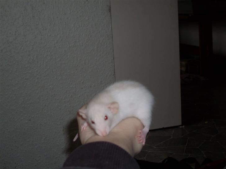 Tamrotte Prima Rats' Tullamore <3 billede 3