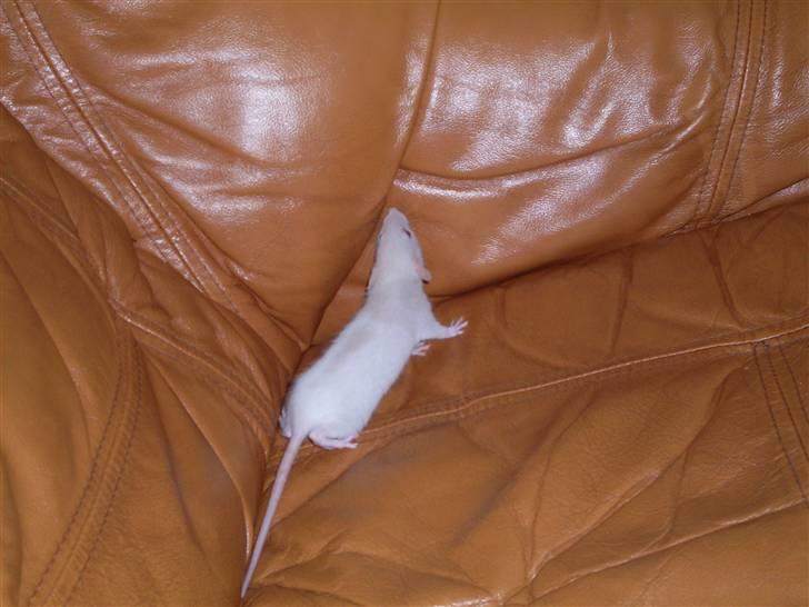 Tamrotte Prima Rats' Tullamore <3 billede 4