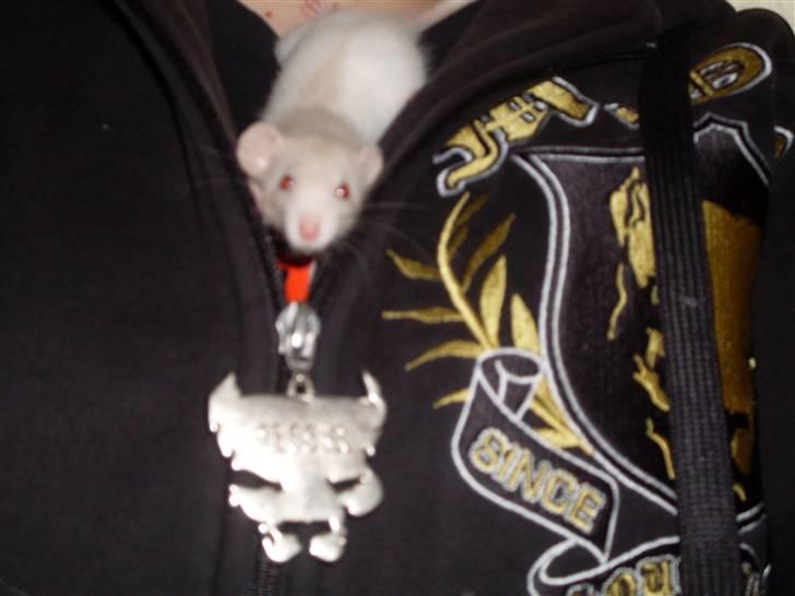 Tamrotte Prima Rats' Tullamore <3 billede 5