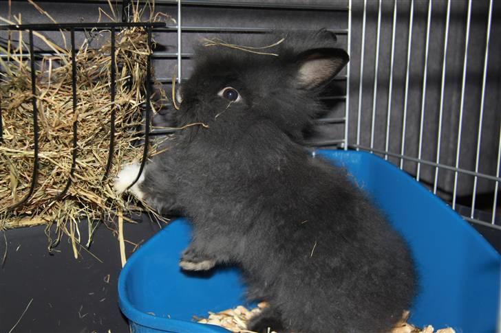 Kanin Fnuggi - Fnuggi elsker hø billede 7