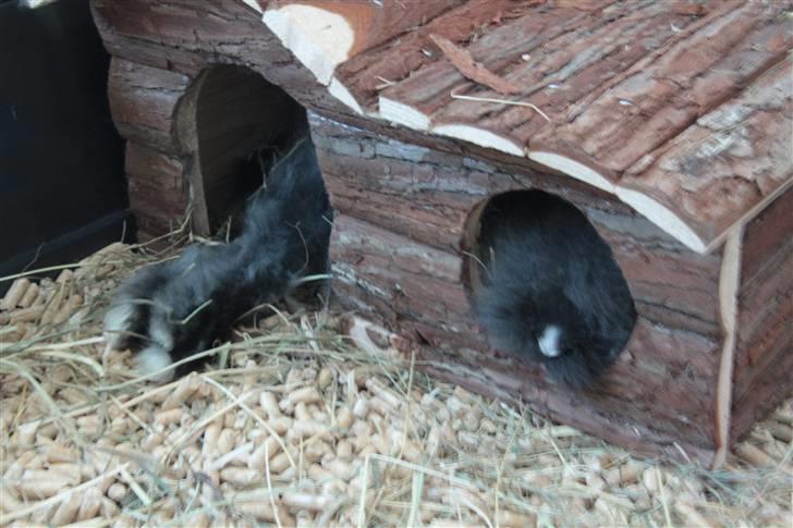 Kanin Fnuggi - Fnuggi slapper af i sit hus billede 8