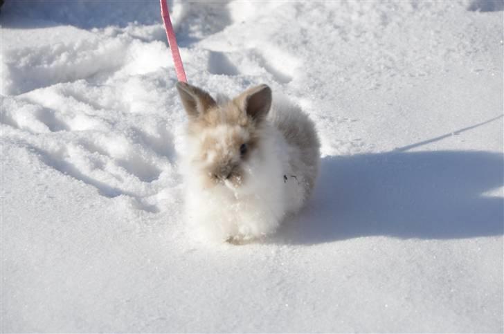 Kanin Amanda *Savner dig* - Hun var så lille billede 2