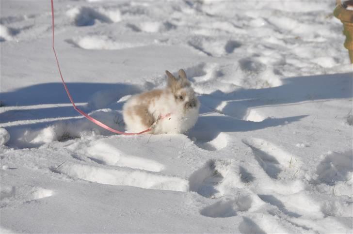 Kanin Amanda *Savner dig* - Tur i Sneen er da bare det besdte billede 3
