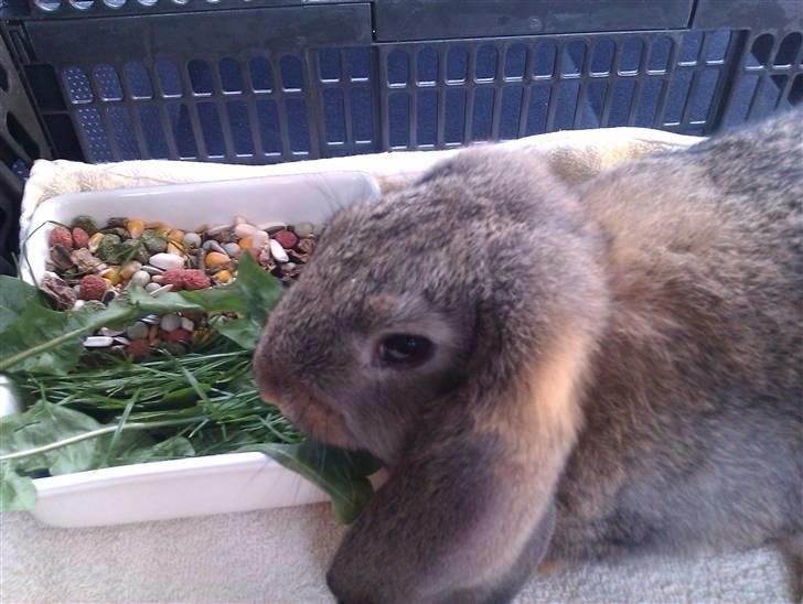 Kanin BENT MIN ØJESTEN  - bent som lille billede 4