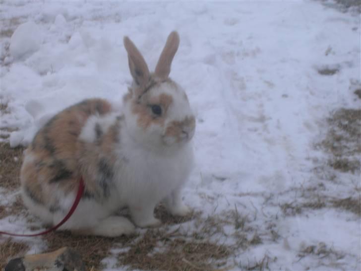 Kanin Bobby -  Er lidt stolt, har selv taget alle billederne :-D billede 10