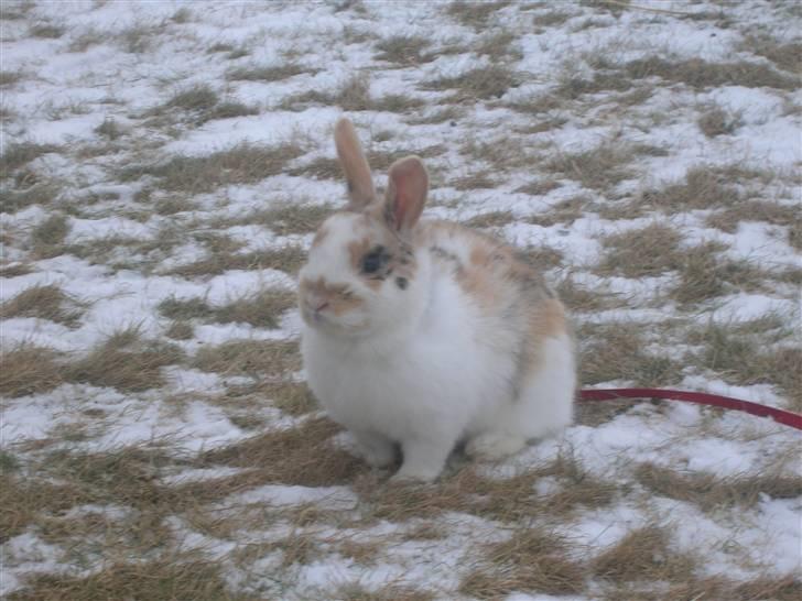 Kanin Bobby billede 11