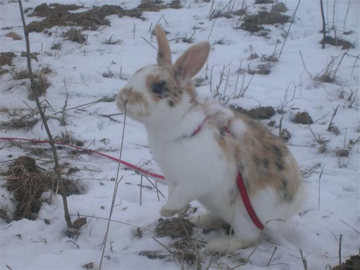 Kanin Bobby billede 13