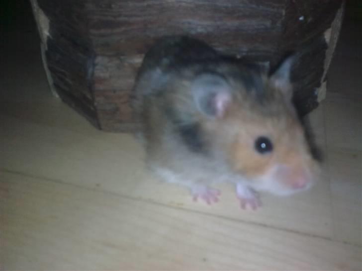 Hamster Werner billede 1