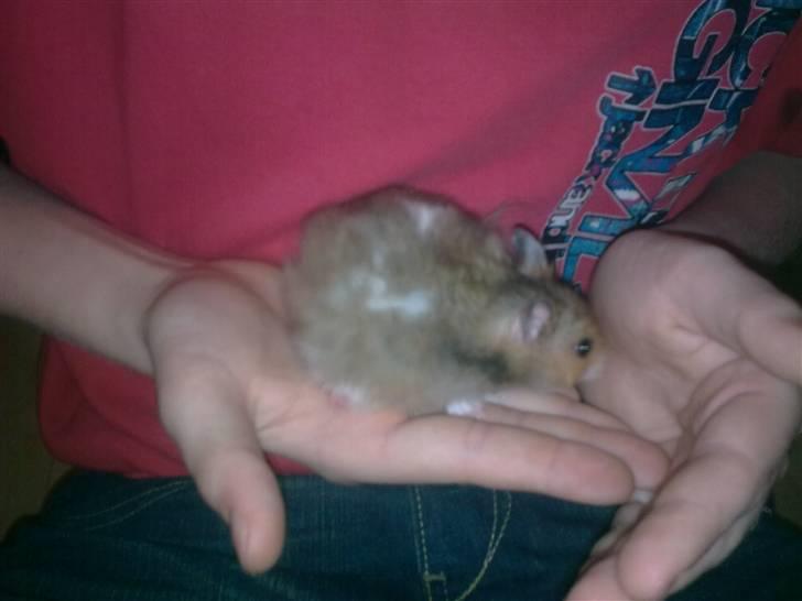 Hamster Werner billede 2