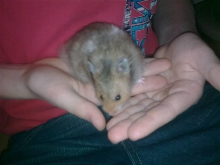 Hamster Werner billede 3