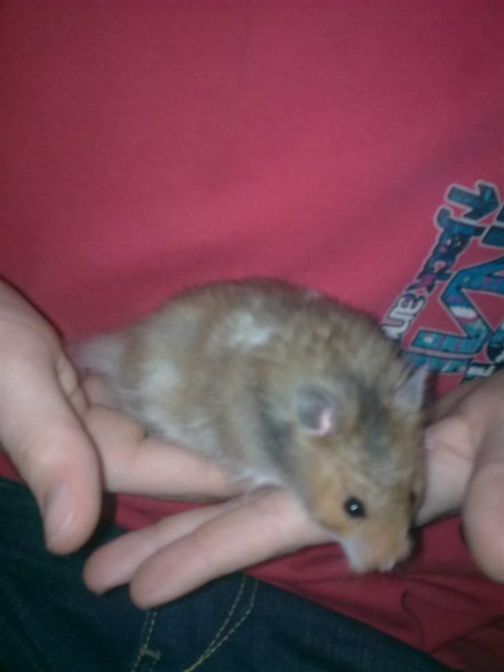 Hamster Werner billede 4