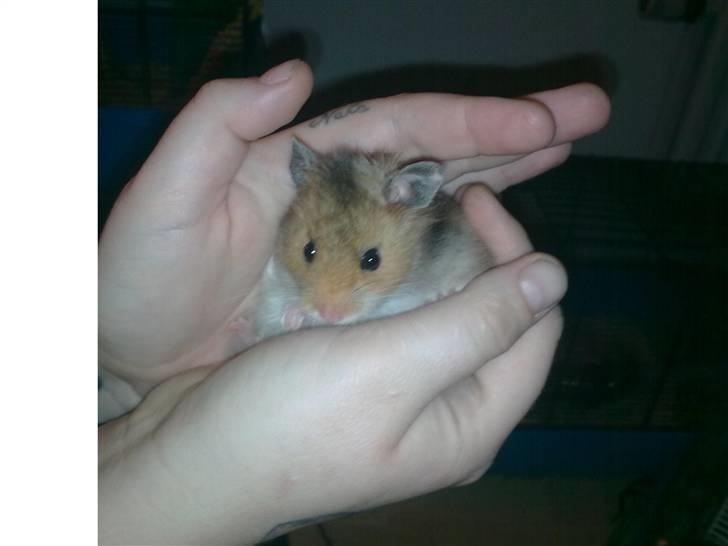 Hamster Werner billede 5