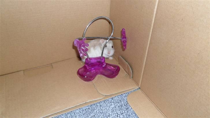 Dværghamster Junior - vi leger gemme leg billede 10