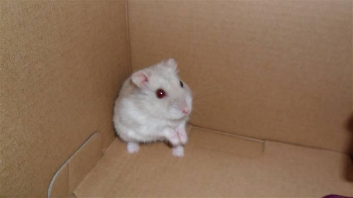 Dværghamster Junior - Se mig !!! billede 11