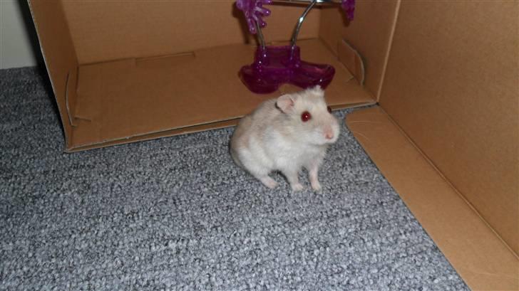 Dværghamster Junior - jeg sidder som en hund xD billede 12