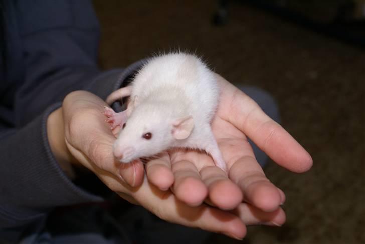 Tamrotte Prima Rats' Tullamore <3 billede 6