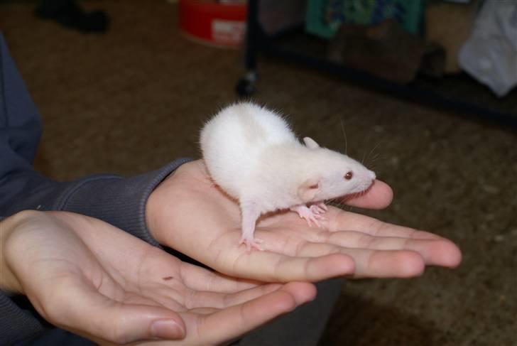 Tamrotte Prima Rats' Tullamore <3 billede 7