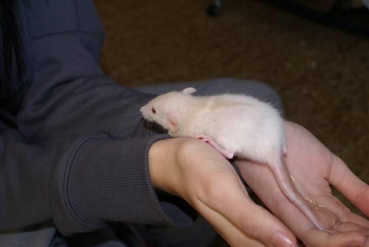 Tamrotte Prima Rats' Tullamore <3 billede 8