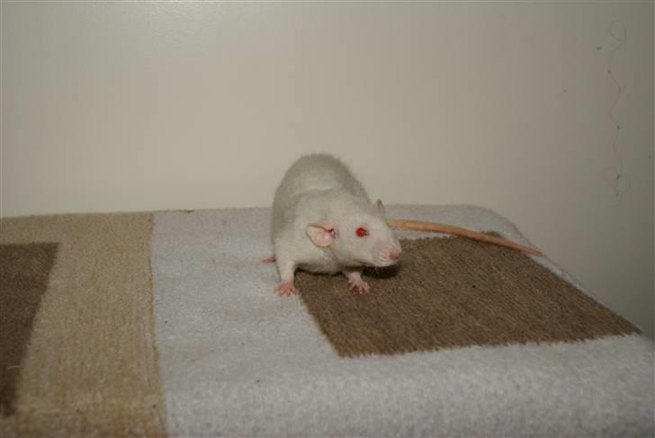 Tamrotte Prima Rats' Malibue <3 billede 6