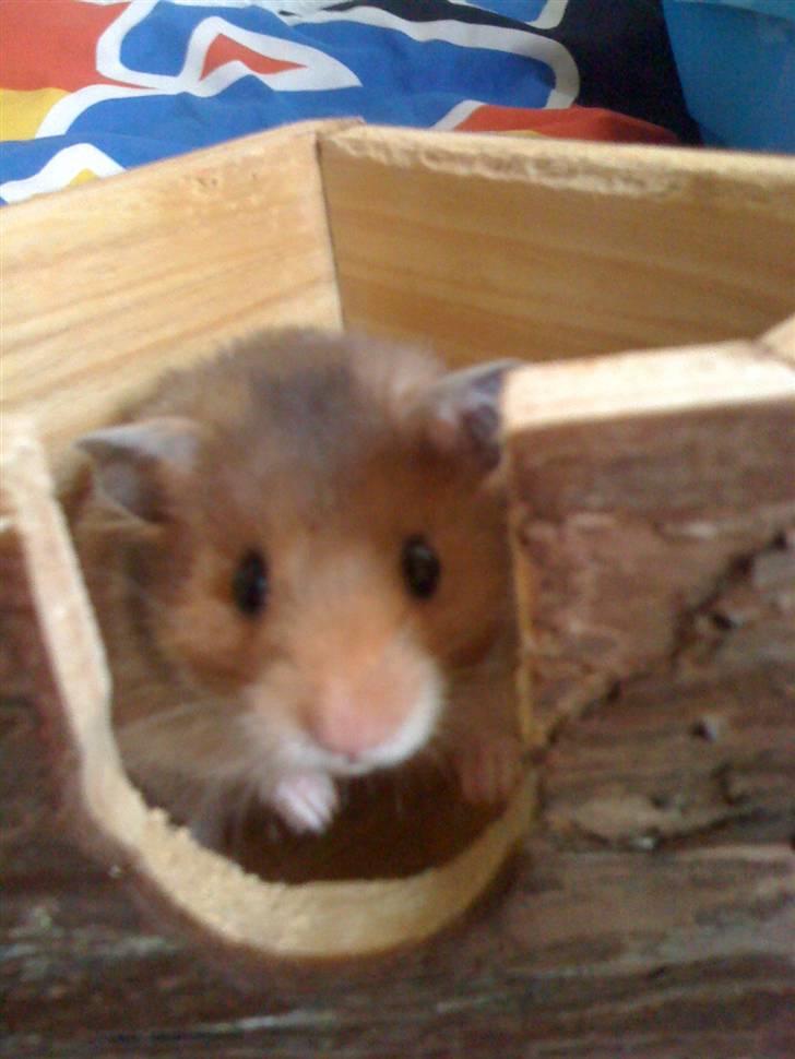Hamster Werner billede 6