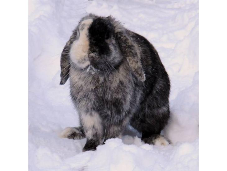 {{currentPhoto.altText}} billede {{currentPhoto.number}}