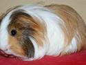 Marsvin Severins BIBBI