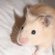 Hamster "ARNE"