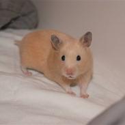 Hamster "ARNE"