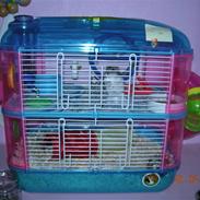 Dværghamster sille<333;)