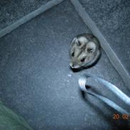 Dværghamster sille<333;)