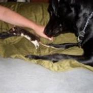 Tamrotte Angel R.I.P