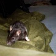 Tamrotte Angel R.I.P