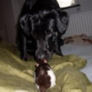 Tamrotte Angel R.I.P