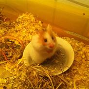 Hamster ida