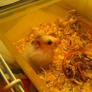 Hamster ida