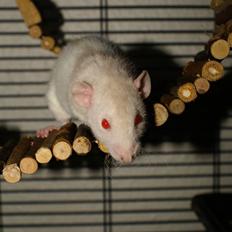 Tamrotte Prima Rats' Kahlua <3