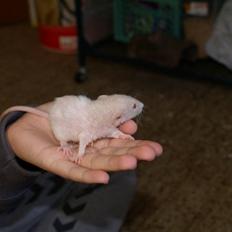 Tamrotte Prima Rats' Kahlua <3