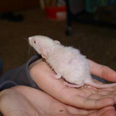 Tamrotte Prima Rats' Kahlua <3