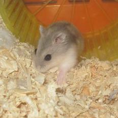 Dværghamster stald becca's Krudt