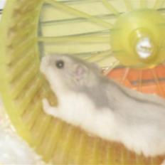 Dværghamster stald becca's Krudt