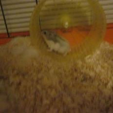 Dværghamster stald becca's Krudt