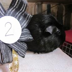 Marsvin ¨˜°º•¤ Stald Kiwis Speedy .R.I.P ¤•º°˜¨ 