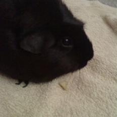 Marsvin ¨˜°º•¤ Stald Kiwis Speedy .R.I.P ¤•º°˜¨ 