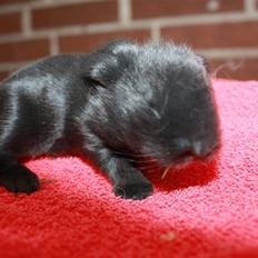 Kanin Juulgardens | Black Swan