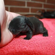 Kanin Juulgardens | Black Swan