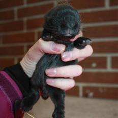 Kanin Juulgardens | Black Swan