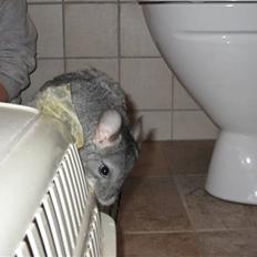 Chinchilla Elliot *Hr. Gnaven*