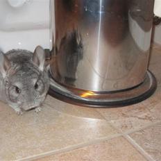 Chinchilla Elliot *Hr. Gnaven*