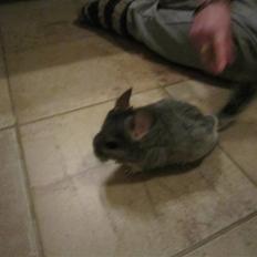 Chinchilla Elliot *Hr. Gnaven*