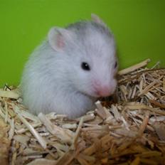 Hamster Henry Andersen